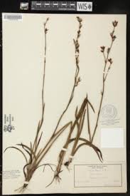 Image result for Afrosolen coeruleus