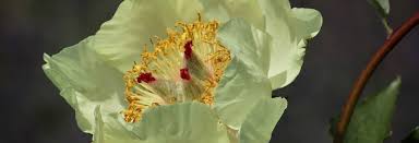 Mitte september) können direkt im freiland vor mäusefraß geschützt ausgesät werden. Pfingstrosen Vermehren Pfingstrose Paeonia De