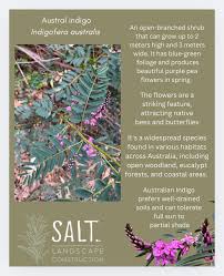 Image result for Indigofera oxalidea