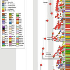 Image result for Hubbardochloa gracilis