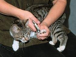 You've got 5 on each front paw and 4 on each back paw. Clipping Your Cat S Claws
