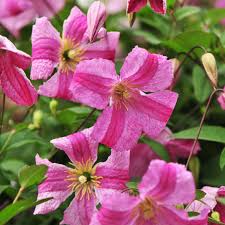 Image result for Clematis