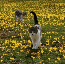 Bartli Yaylasi Ahirli Konya Cats Kedi Doga