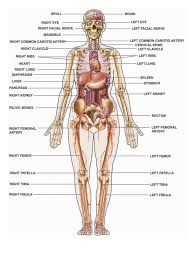 Designed and published in uk by. Human Anatomy Parts Pdf