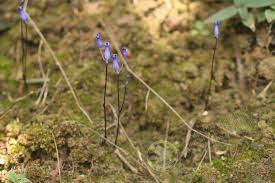 Image result for Burmannia madagascariensis