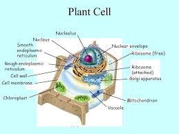 The ribosomes in a plant cell are found in the cytoplasm, the surface of the rough endoplasmic reticulum, the mitochondria and on chloroplasts. Cell Organelles Ribosome Attached Nucleolus Ribosome Free Nucleus Ppt Video Online Download