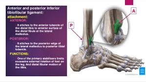 In this first part, will talk about the anterior talofibular, ligament,calcaneo. Ligaments Of Ankle Joint Ankle Complex