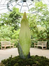 Pin On Gardenplants Ideas