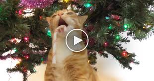 When These Cats Find Out Christmas Is Coming Their Reactions Are Just Too Funny The Meow Post White cat playing with christmas tree toy. their reactions are just too funny