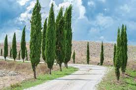 Check spelling or type a new query. Zone 9 Evergreen Trees Tips On Growing Evergreen Trees In Zone 9 Evergreen Trees Evergreen Full Sun Flowers