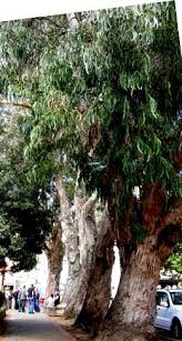 Diseases eucalyptus are resistant to armillaria root rot and to verticillium wilt. The Importance Of Eucalyptus Mount Sutro Forest That Was