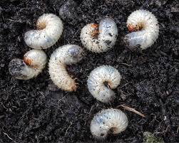 Wenn die kirschen an den bäumen rot und prall. Engerlinge Erkennen Vorbeugen Bekampfen Mein Schoner Garten