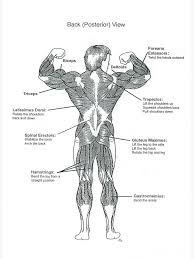 This is my video about the muscles of the back. Pull Up Muscle Chart The Future