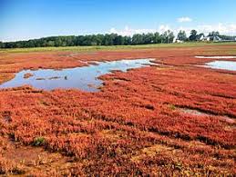 Image result for Salicornia pachystachya