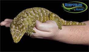 Leachianus feeds on insects and fruit. Leachianus Gecko Care Sheet Reptiles By Mack