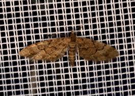 Image result for Eupithecia lanceata