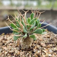 Image result for Othonna carnosa