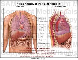 Ontdek de perfecte stockfoto's over anatomy of the chest organs en redactionele nieuwsbeelden van getty images kies uit premium anatomy of clipart, cartoons en iconen met antieke illustratie van de anatomie van het menselijk lichaam: Normal Anatomy Of Thorax And Abdomen Medical Exhibit