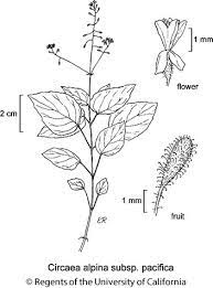 Circaea Alpina Subsp Pacifica