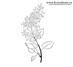 How To Draw A Lilac With A Pencil Step By Step Lilac Drawing Lilacs Drawing Lilac Tatoo