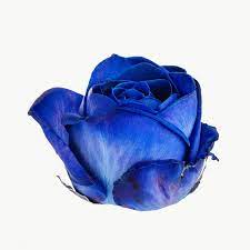 Blue Rose Flower Transparent Png Free Image By Rawpixel Com Jira