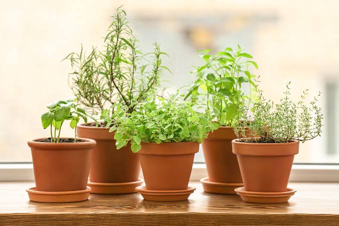 how to grow basil indoors