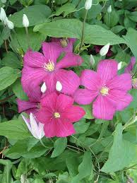 Homeandgarden.uk 1.7 m artificial blossom tree. Clematis Remembrance 3 Litre Pot Raspberry Pink Flowers