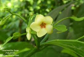 Image result for Tabernanthe