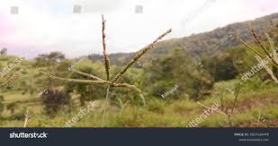 Image result for Eustachys