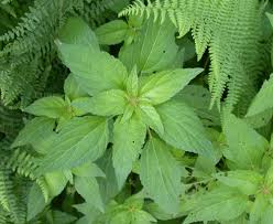 Image result for Acalypha polymorpha