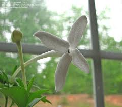 Image result for Bouvardia longiflora