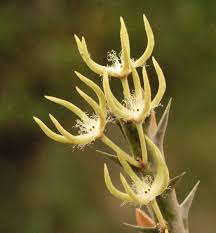 Image result for Orbea rogersii