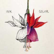 Pin On Botanical Drawing
