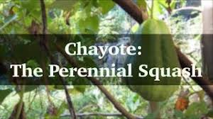 Maybe you would like to learn more about one of these? 8 Reasons Why You Should Be Growing Chayote Squash The Survival Gardener