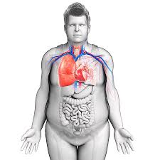 This divides the chest into two parts. Male Chest Anatomy Photograph By Pixologicstudio Science Photo Library