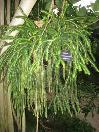 Image result for Huperzia gnidioides