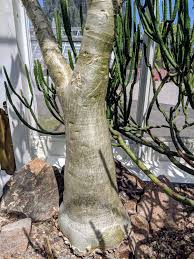 Image result for Cyphostemma subciliatum