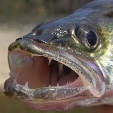 Walleye Fishing Tips Tips On How To Catch Walleye Walleye Fishing Tips Walleye Fishing Fishing Tips