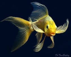 Butterfly Koi At Aquariumfish Net With Images Koi Fish Butterfly Koi Pet Fish