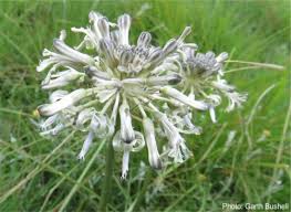 Image result for Drimia