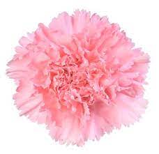 Light Pink Flowers Pink Flowers Pink Flower Bouquet Light Pink Roses Pink Carnations Carnation Flower January Birth Flowers