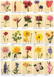 List of flower names with pictures of flowers and example sentences. List Of Flowers With Pictures And Names Picture Papers List Of Flowers Flower Names Flower Meanings
