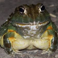 Image result for Pycreus africanus