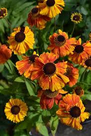 Helenium Luc Shade Perennials Beautiful Flowers Perennials