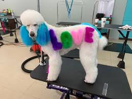 Wonderful Design Done By Staysha Massie In A Creative Grooming Competition With Opawz Semi Permanent Dyes Red Color Is Op Creative Grooming Dog Cat Luxury Pet