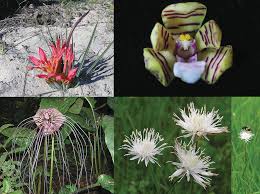 Image result for Exochaenium oliganthum