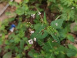 Image result for Boerhavia erecta