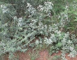Image result for Vitex zeyheri