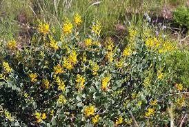 Image result for Adenolobus pechuelii