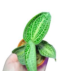 Image result for Orthochilus euanthus